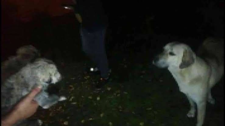 İlçede su kanalına düşen 2 köpek yavrusu kurtarıldı