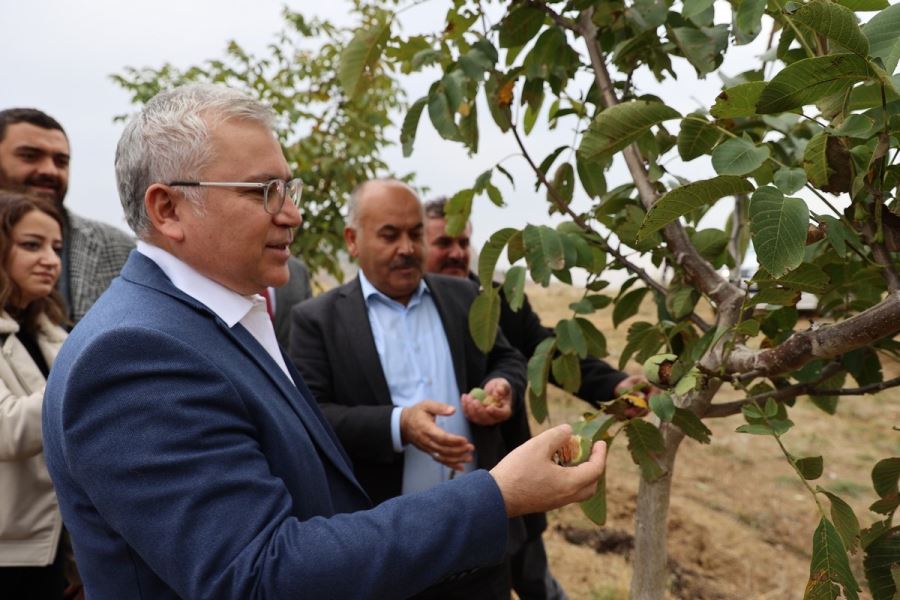 Anadolu’nun En Büyük Ceviz Bahçesinde İlk Hasat Yapıldı